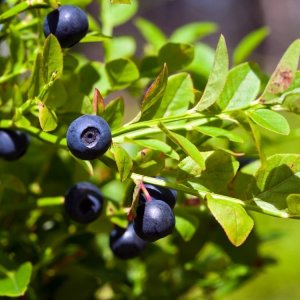 Čučoriedka kanadská (Vaccinium corymbosum) ´BLUECROP´- stredne skorá, výška: 100-120 cm; kont. C7.5L - NA KMIENKU