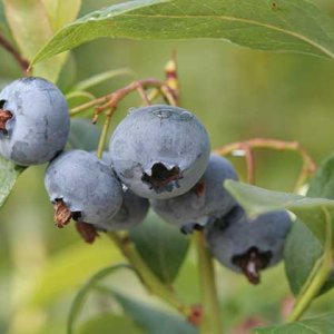 Čučoriedka kanadská (Vaccinium corymbosum) ´CHANDLER´- stredne skorá, výška: 70-100 cm, kont. C45L