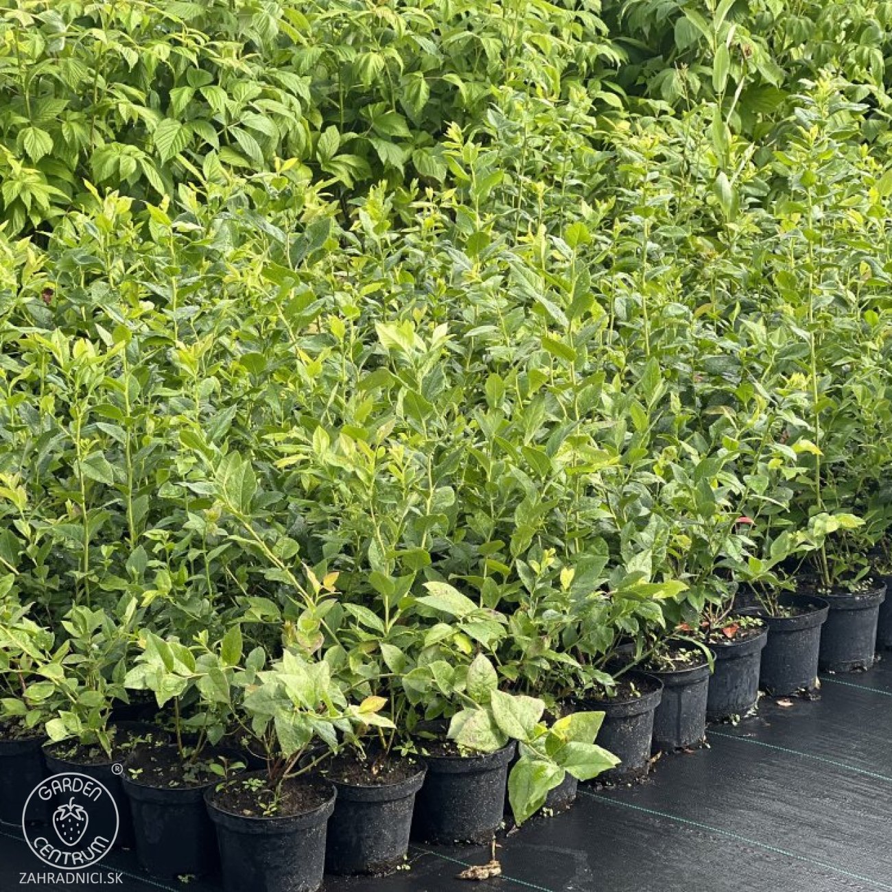 Obrázok Čučoriedka kanadská (Vaccinium corymbosum) ´BRIGITTA´- neskorá, výška 30-50 cm, kont. C2L