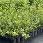 Čučoriedka kanadská (Vaccinium corymbosum) ´BRIGITTA´- neskorá, výška 30-50 cm, kont. C2L