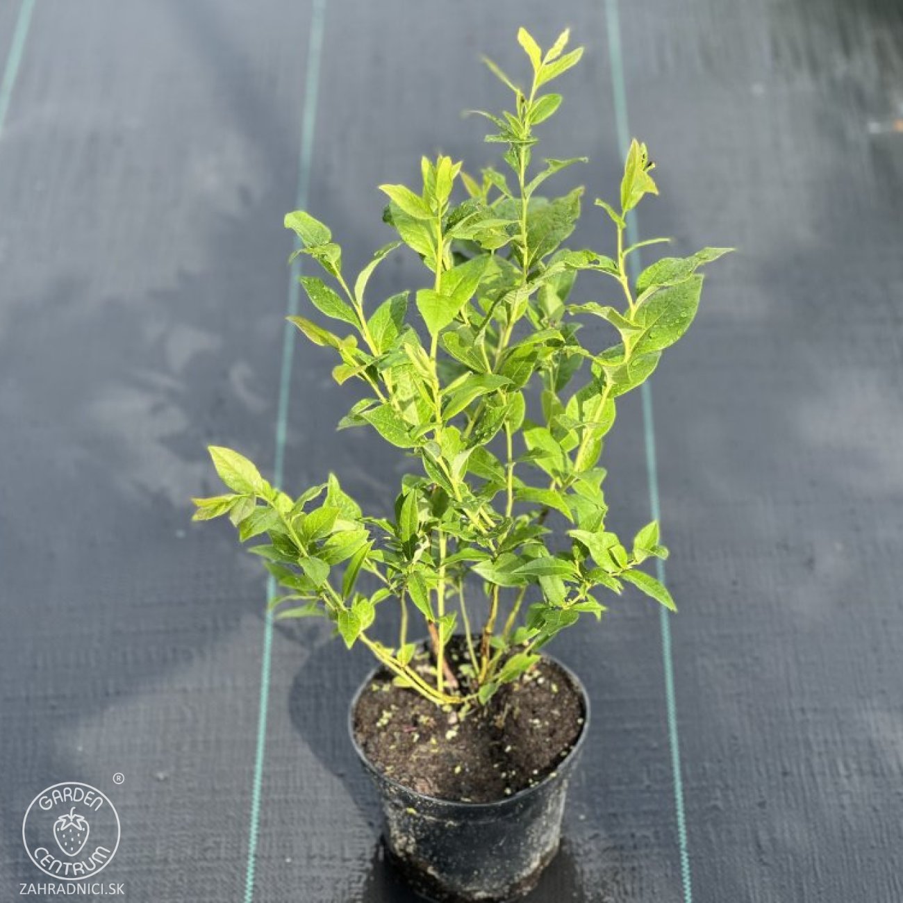 Obrázok Čučoriedka kanadská (Vaccinium corymbosum) ´BRIGITTA´- neskorá, výška 30-50 cm, kont. C2L