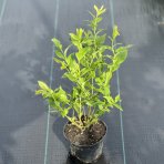 Čučoriedka kanadská (Vaccinium corymbosum) ´BRIGITTA´- neskorá, výška 30-50 cm, kont. C2L