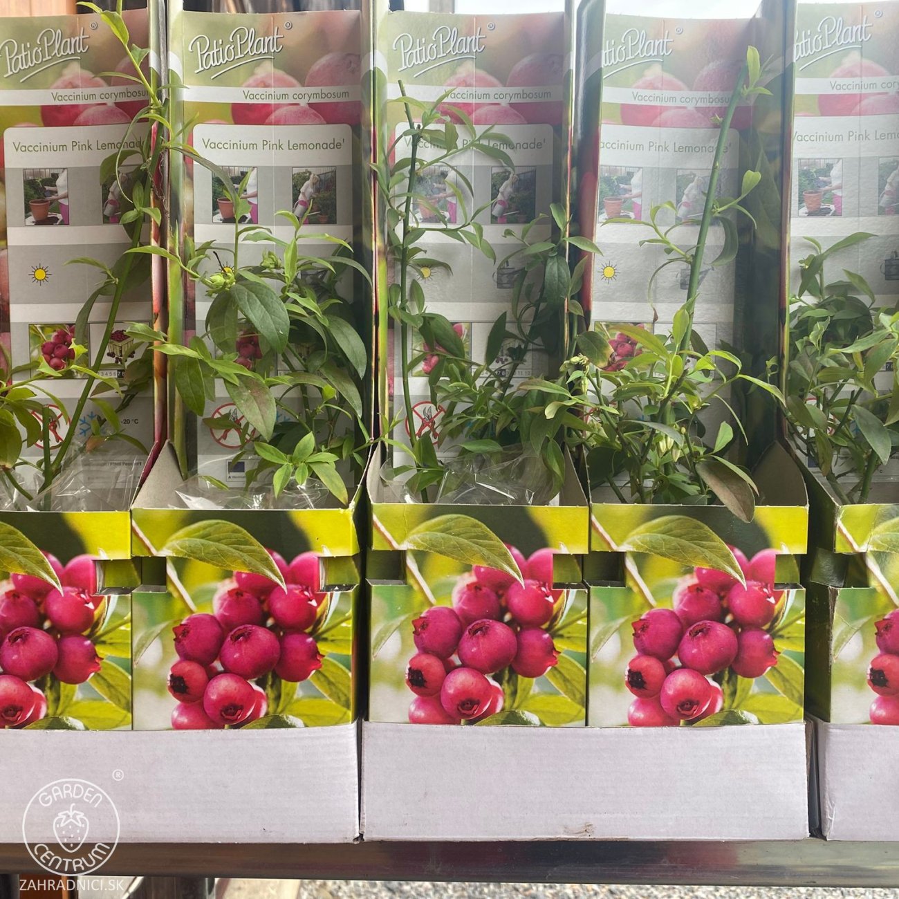 Obrázok Čučoriedka kanadská (Vaccinium corymbosum) ´PINK LEMONADE´® - neskorá, výška 20-30 cm, P9