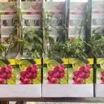 Čučoriedka kanadská (Vaccinium corymbosum) ´PINK LEMONADE´® - neskorá, výška 20-30 cm, P9