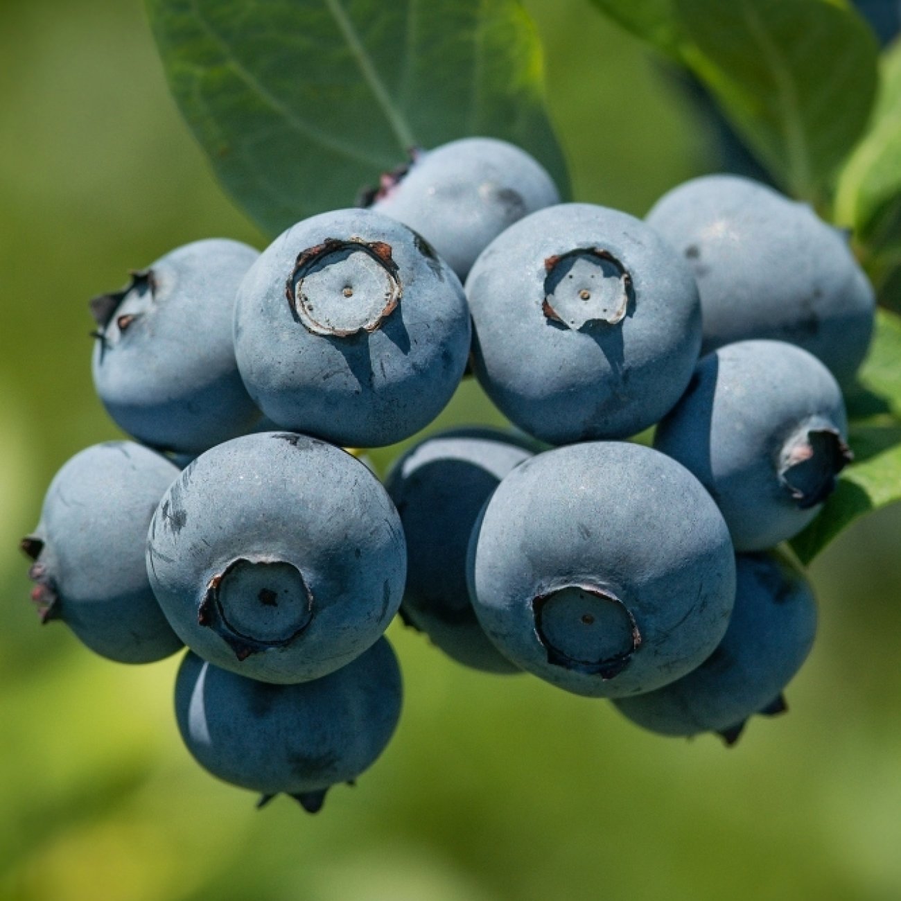 Obrázok Čučoriedka kanadská (Vaccinium corymbosum) ´BLUEGOLD´ - stredne skorá, výška: 90-100 cm; kont. C5L - NA KMIENKU