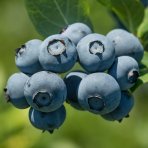 Čučoriedka kanadská (Vaccinium corymbosum) ´BLUEGOLD´ - stredne skorá, výška: 90-100 cm; kont. C5L - NA KMIENKU