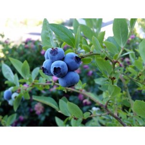 Čučoriedka kanadská (Vaccinium corymbosum) ´DUKE´ – skorá 20-30 cm, kont. C1.5L