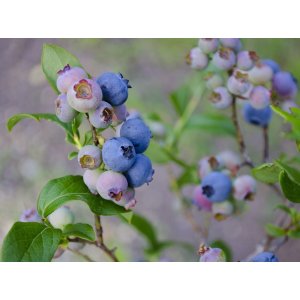 Čučoriedka kanadská (Vaccinium corymbosum) ´BONUS´- stredne neskorá, výška 20-30 cm; kont. C1.5L