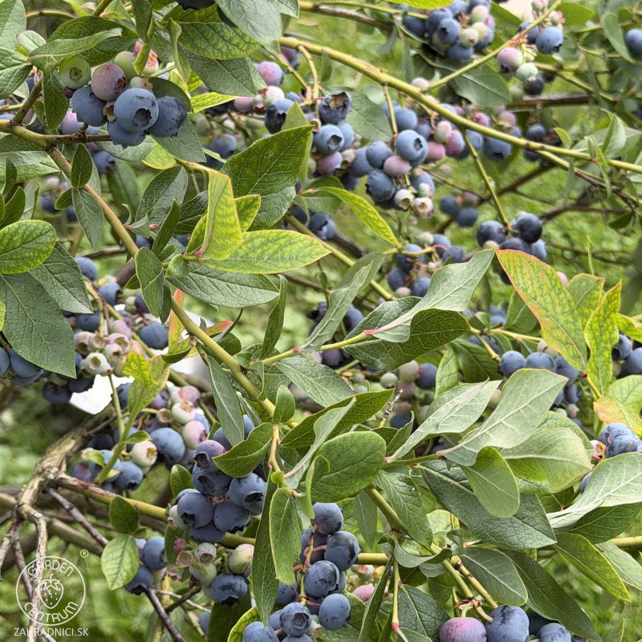 Obrázok Čučoriedka kanadská (Vaccinium corymbosum) ´BLUECROP´- stredne skorá, výška 40-70 cm, kont. C2L