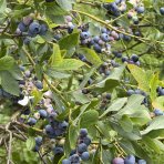 Čučoriedka kanadská (Vaccinium corymbosum) ´BLUECROP´- stredne skorá, výška 40-70 cm, kont. C2L