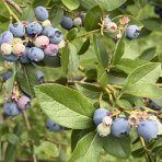 Čučoriedka kanadská (Vaccinium corymbosum) ´CHANDLER´- stredne skorá, výška 50-70 cm, kont. C2L