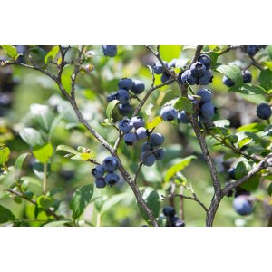 Čučoriedka kanadská (Vaccinium corymbosum) ´BLUECROP´- stredne skorá 70-100 cm, kont. C35L