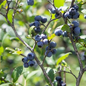 Čučoriedka kanadská (Vaccinium corymbosum) ´BLUECROP´- stredne skorá 125-150 cm, kont. C80L