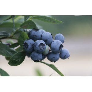 Čučoriedka kanadská (Vaccinium corymbosum) ´BLUEGOLD´- stredne skorá 20-30 cm; kont. C1.5L