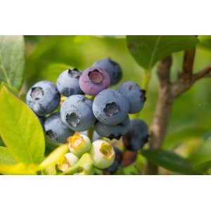 Čučoriedka kanadská (Vaccinium corymbosum) ´CHANDLER´- stredne skorá, výška 20-30 cm, kont. C2L/C1.5L
