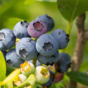 Čučoriedka kanadská (Vaccinium corymbosum) ´CHANDLER´- stredne skorá 30-60 cm; kont. C1.5L