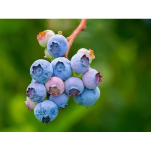 Čučoriedka kanadská (Vaccinium corymbosum) ´TORO´ – neskorá 50-70 cm, kont. C1.5L
