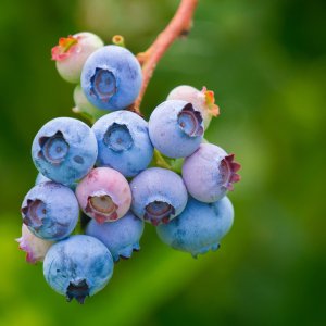 Čučoriedka kanadská (Vaccinium corymbosum) ´TORO´ – neskorá 50-80 cm, kont. C2L