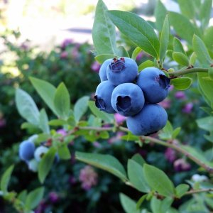 Čučoriedka kanadská (Vaccinium corymbosum) ´DUKE´ – skorá 30-60 cm, kont. C1.5L