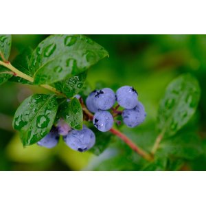 Čučoriedka kanadská (Vaccinium corymbosum) ´PATRIOT´- skorá, výška 20-30 cm; kont. C1.5L