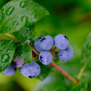 Čučoriedka kanadská (Vaccinium corymbosum) ´PATRIOT´- skorá, výška 30-60 cm; kont. C1.5L