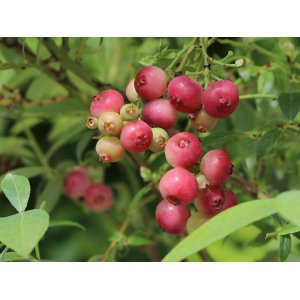 Čučoriedka kanadská (Vaccinium corymbosum) ´PINK LEMONADE´® - neskorá, výška 50-70 cm, kont. C3L
