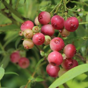 Čučoriedka kanadská (Vaccinium corymbosum) ´PINK LEMONADE´® - neskorá, výška 20-30 cm, kont. P9