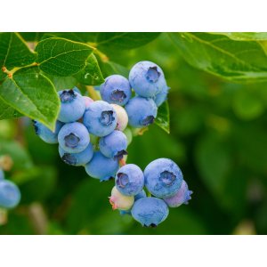 Čučoriedka kanadská (Vaccinium corymbosum) ´BLUECROP´ - výška 90-100 cm, kont. C18L - ŠPALIÉRA
