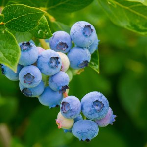 Čučoriedka kanadská (Vaccinium corymbosum) ´TORO´ - stredne skorá 20-50 cm; kont. C1.5L