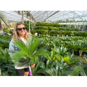 Cykas japonský (Cycas revoluta) - výška 40-60 cm, ⌀ rastliny 30-40 cm, kont. C3L