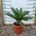 Cykas japonský (Cycas revoluta) - výška 50-70 cm, ⌀  40-60 cm, kont. C7L - DECO MISA