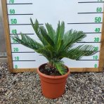 Cykas japonský (Cycas revoluta) - výška 40-60 cm,  ⌀  40-60 cm, kont. C10L - DECO MISA