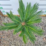 Cykas japonský (Cycas revoluta) - výška 50-70 cm, ⌀  40-60 cm, kont. C7L - DECO MISA