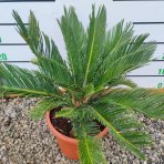 Cykas japonský (Cycas revoluta) - výška 40-60 cm,  ⌀  40-60 cm, kont. C10L - DECO MISA