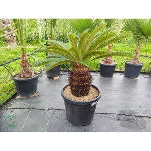 Cykas japonský (Cycas revoluta) - výška 90-120 cm, kont. C30L