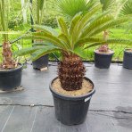 Cykas japonský (Cycas revoluta) - výška 70-100 cm, výška kmeňa 30-40 cm, kont. C55L