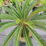 Cykas japonský (Cycas revoluta) - výška 70-100 cm, výška kmeňa 30-40 cm, kont. C55L