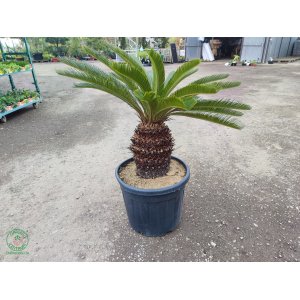 Cykas japonský (Cycas revoluta) - výška 70-100 cm, výška kmeňa 30-40 cm, kont. C55L