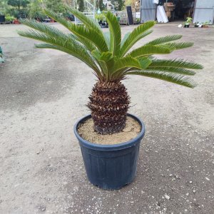 Cykas japonský (Cycas revoluta) - výška: 70-100 cm, výška kmeňa: 30/40cm, kont. C55L