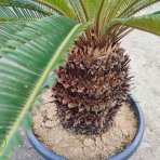 Cykas japonský (Cycas revoluta) - výška 70-100 cm, výška kmeňa 30-40 cm, kont. C55L