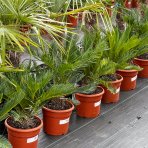 Cykas japonský (Cycas revoluta) - výška 50-70 cm, ⌀  40-60 cm, kont. C7L - DECO MISA