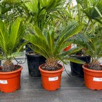 Cykas japonský (Cycas revoluta) - výška 50-70 cm, ⌀  40-60 cm, kont. C7L - DECO MISA