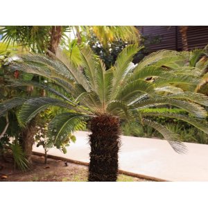 Cykas japonský (Cycas revoluta) - výška 180-200 cm, výška kmeňa: 80-100 cm, kont. C130L