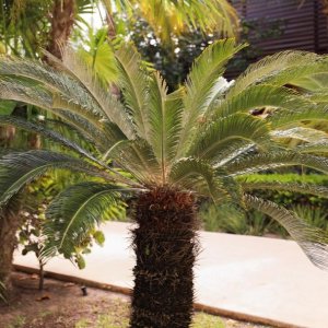 Cykas japonský (Cycas revoluta) - výška 180-200 cm, výška kmeňa: 80-100 cm, kont. C130L