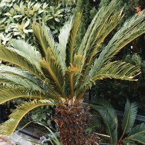 Cykas (Cycas revoluta)