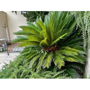 Cykas japonský (Cycas revoluta) - výška 30-40 cm, kont. C1.5L
