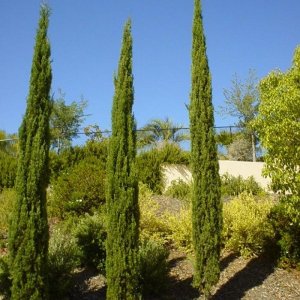 Cyprus vždyzelený (Cupressus sempervirens) ´STRICTA´ výška: 50-80 cm, kont. C2L (-13°C)