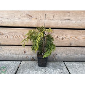 Cypruštek nutkanský (Chamaecyparis nootkatensis) - výška 20-30 cm, kont. P9 (-30°C)
