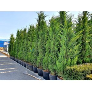 Cyprusovec leylandský (Cupressocyparis leylandii) - výška 120-150 cm, kont. C10L