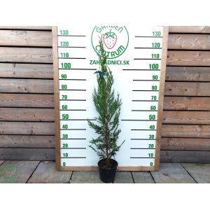 Cyprusovec leylandský (Cupressocyparis leylandii) - výška 100-120 cm, kont. C3L 